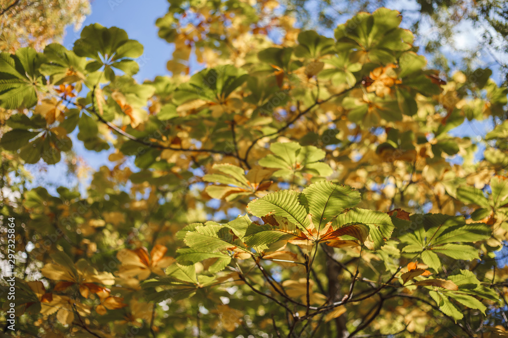 Autumn landscape, background. Golden autumn, space for text. Branches of chestnut trees with yellow foliage. Nature Autumn landscape, background. Golden autumn, space for text. Branches of chestnut trees with yellow foliage. Nature