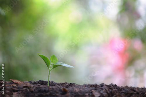 small little pumpkin plant growing with dark brown soil and bokeh background