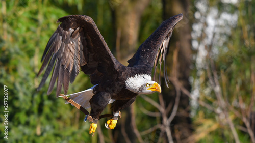 Aquila reale, che spicca il volo, in primo piano, in falconeria