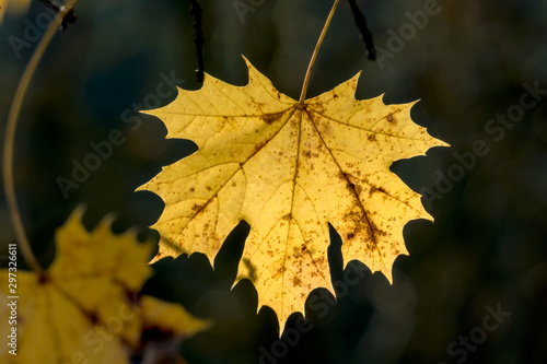 a leaf in the autumn