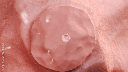 Human sperm swimming through fallopian tube, animation. photo