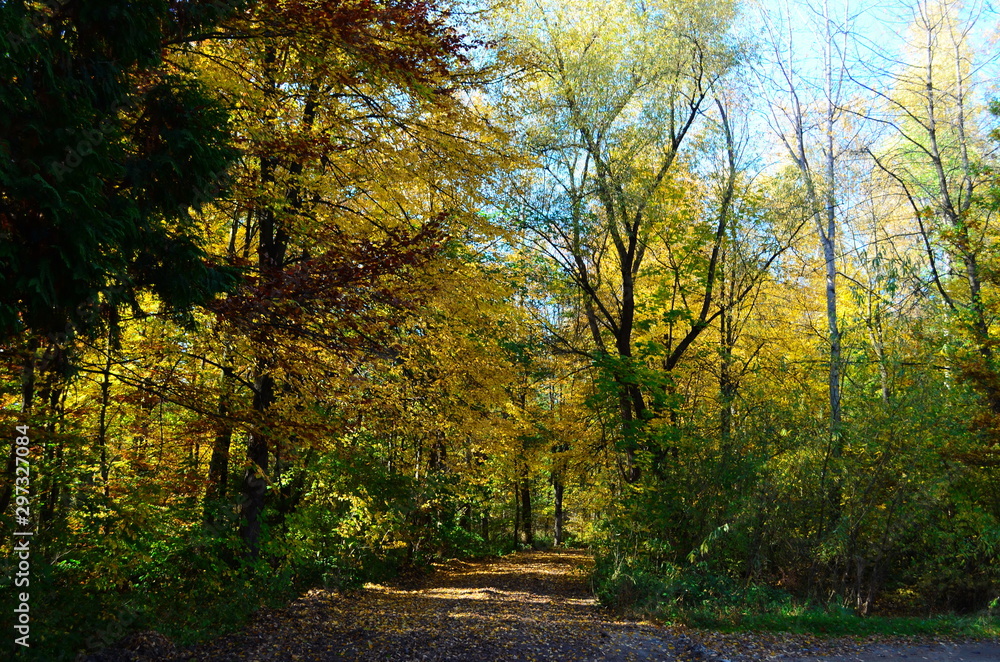 Autumn. Fall. Autumnal Park. Autumn Trees and Leaves in sun light