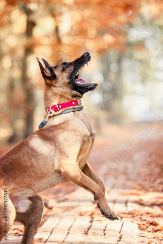 Belgian Shepherd dog (Malinois dog) at autumn