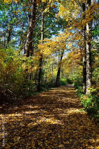 Autumn. Fall. Autumnal Park. Autumn Trees and Leaves in sun light