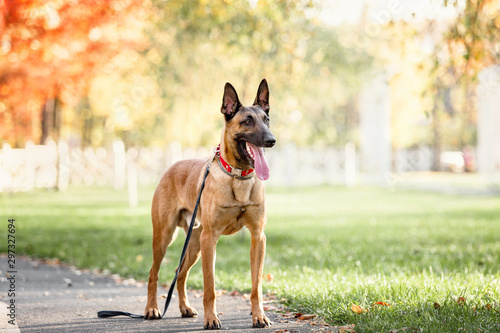 Belgian Shepherd dog (Malinois dog) at autumn