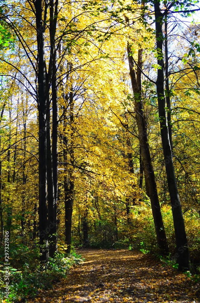 Fototapeta premium Autumn. Fall. Autumnal Park. Autumn Trees and Leaves in sun light