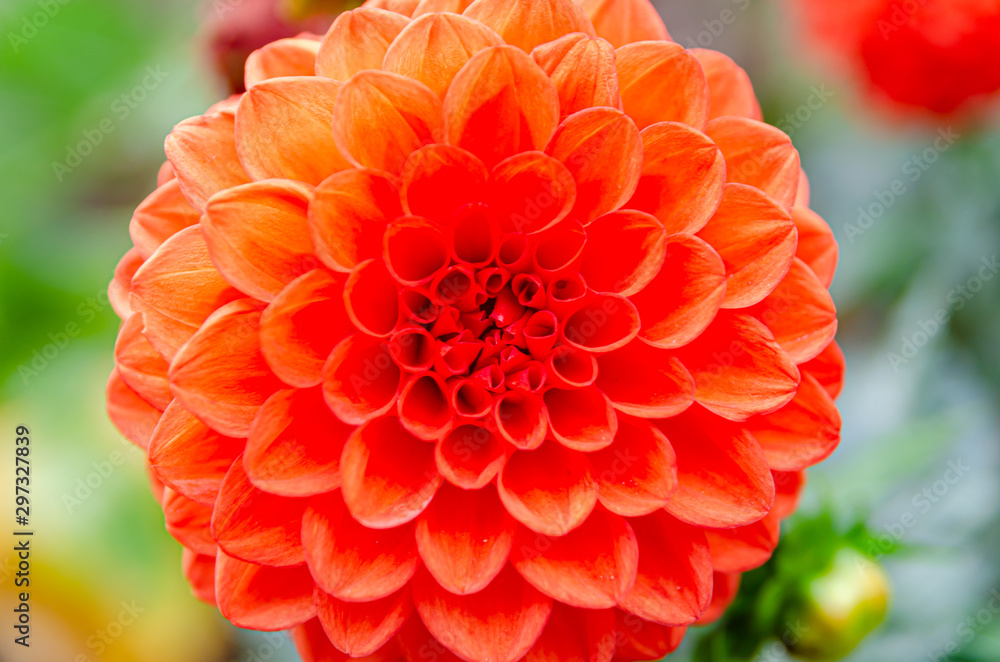 Beautiful lush dahlia flower in the garden Beautiful lush dahlia flower in the garden