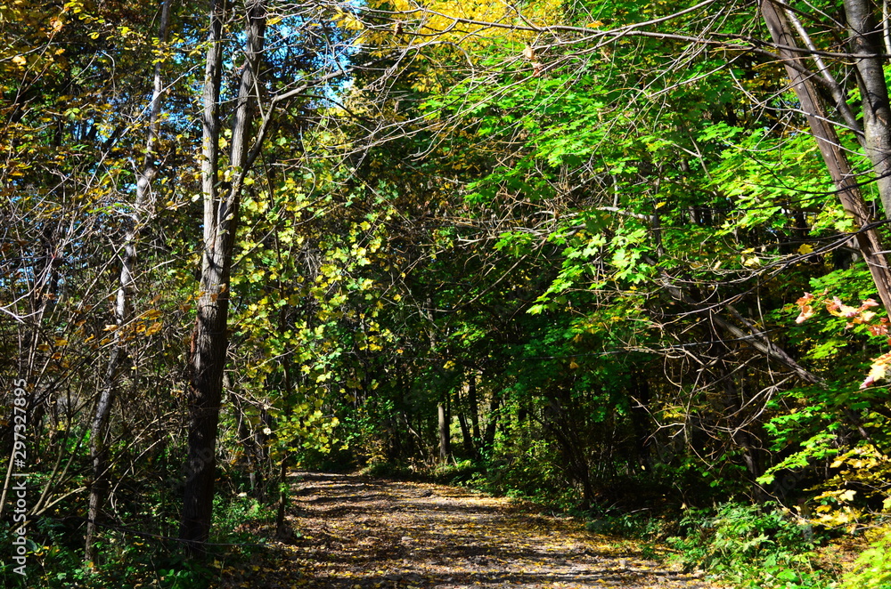 Obraz premium Autumn. Fall. Autumnal Park. Autumn Trees and Leaves in sun light