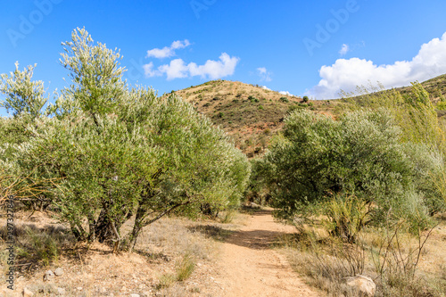 Olive tree fields in the mountains of Madrid  Spain