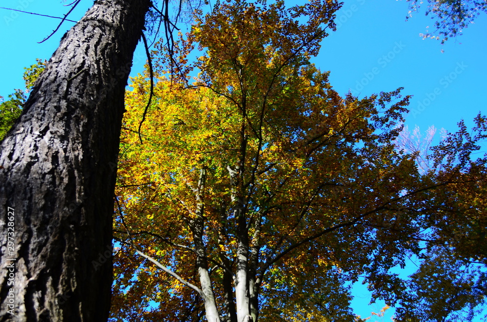 Obraz premium Autumn. Fall. Autumnal Park. Autumn Trees and Leaves in sun light