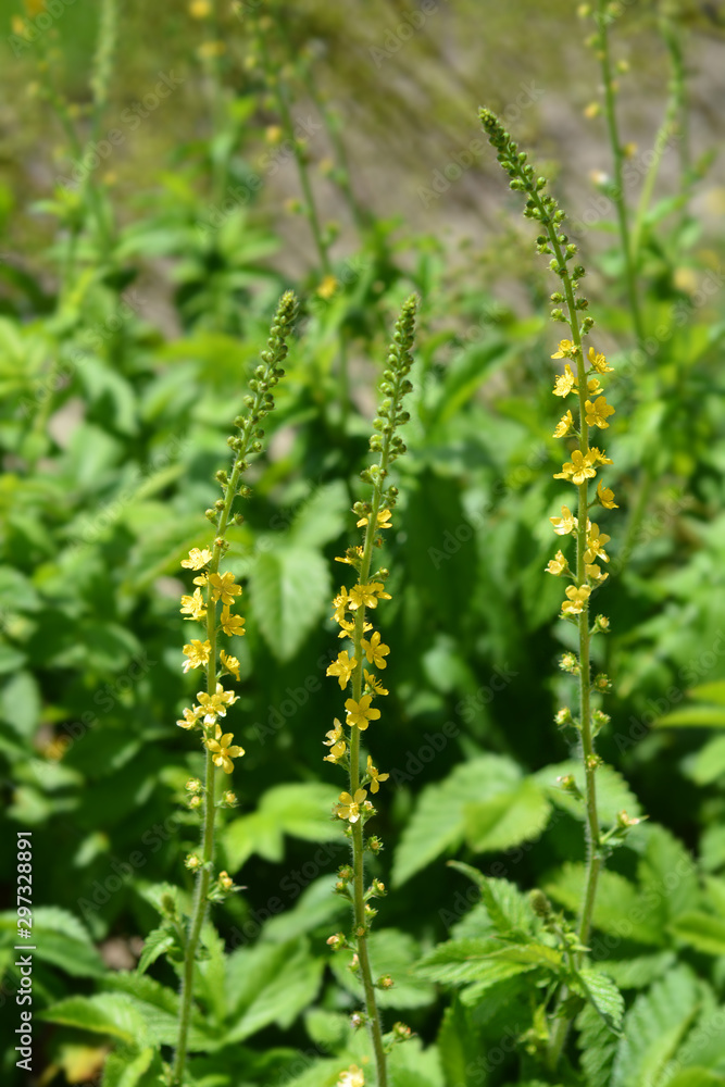 Common agrimony flowers in the garden Common agrimony flowers in the garden