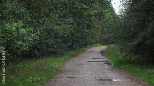 path in the forest