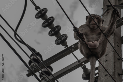 Crab-eating macaque, cynomolgus monkey sits on the electrical cable of overhead lines with sky on background.