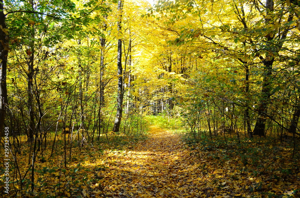 Obraz premium Autumn. Fall. Autumnal Park. Autumn Trees and Leaves in sun light