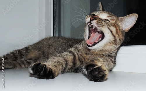 Beautiful cat yawns at the window