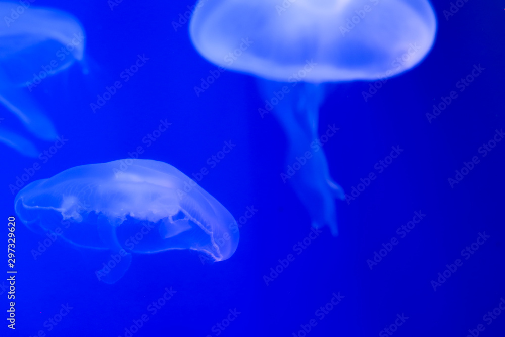 Several blue jellyfish in ocean on a light blue background of water. Underwater life. Texture and background of the ocean. Tourism and underwater diving. Life in the ocean. Several blue jellyfish in ocean on a light blue background of water. Underwater life. Texture and background of the ocean. Tourism and underwater diving. Life in the ocean.