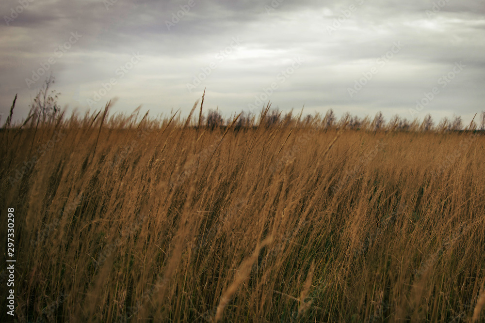 background image of a wheat field in the evening.