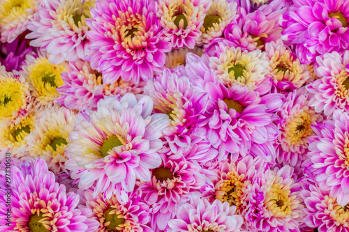 The backgeound or backdrop of fresh Chrysanthemum in the garden of natural light. 