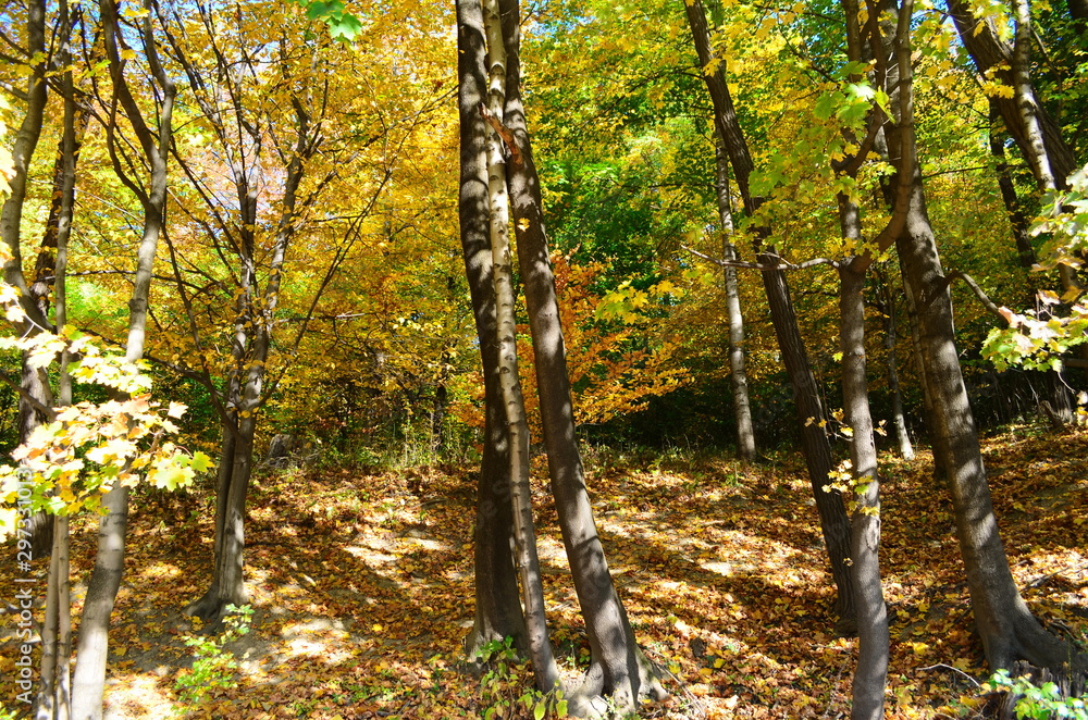 Obraz premium Autumn. Fall. Autumnal Park. Autumn Trees and Leaves in sun light