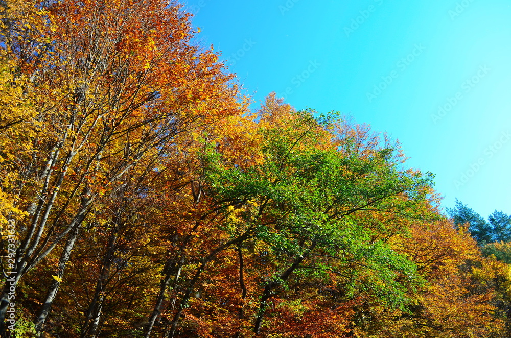 Autumn. Fall. Autumnal Park. Autumn Trees and Leaves in sun light
