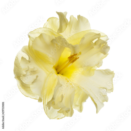 Fototapeta Naklejka Na Ścianę i Meble -  Delicate yellow flower of an unusual daffodil isolated on a white background.