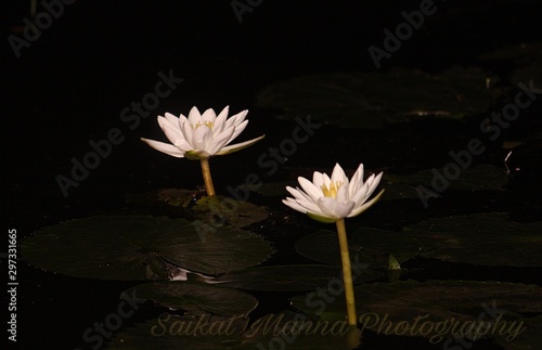 pink water lily in pond