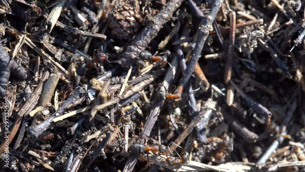 Big anthill in the woods. Big anthill with colony of ants in summer forest. Ants on the ant hill in the woods closeup, macro Big anthill in the woods. Big anthill with colony of ants in summer forest. Ants on the ant hill in the woods closeup, macro