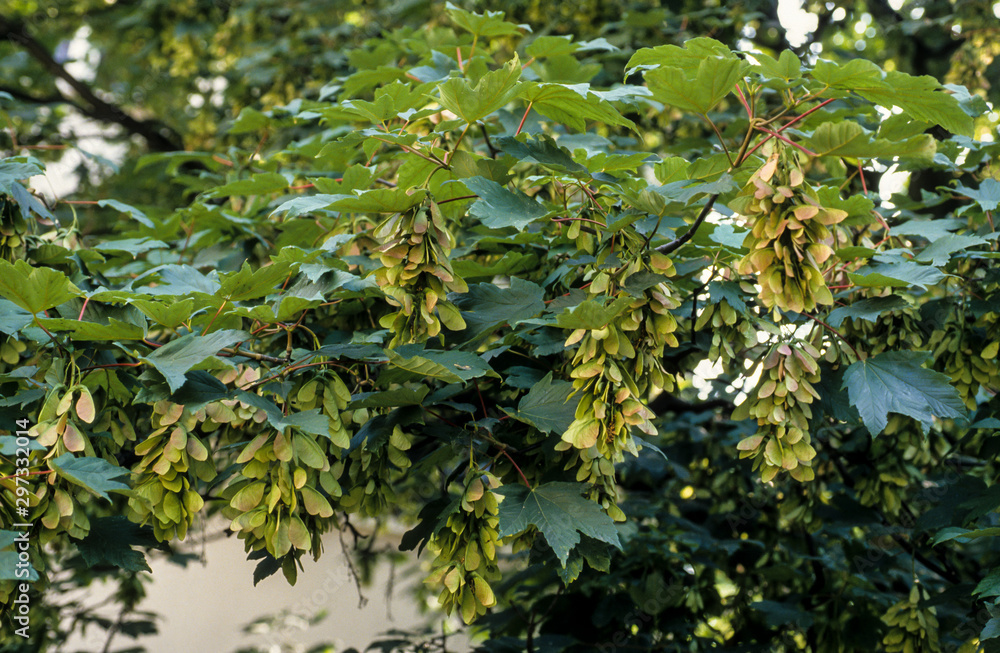 Erable sycomore, Acer pseudoplatanus Erable sycomore, Acer pseudoplatanus