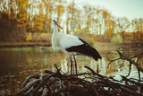 stork in autumn near the water