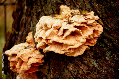 Orange giant tinder growing on the bark of a tree. Botany