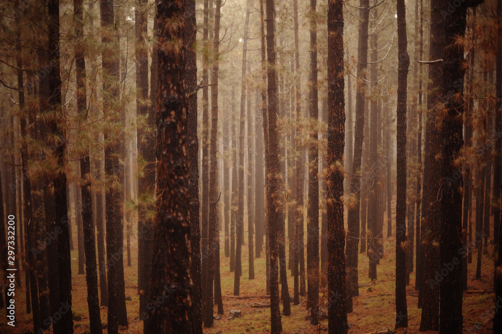 Naklejka premium woods brown