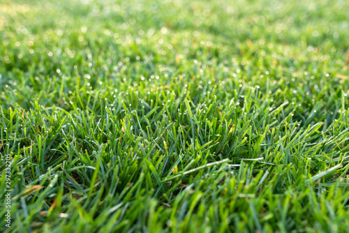green grass lawn close, lawn in the morning photo