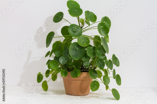 Pilea peperomioides, money plant in the pot. Big plant with babies. Isolated. White background.