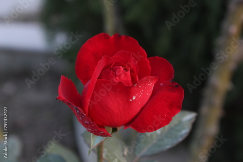 red rose in garden