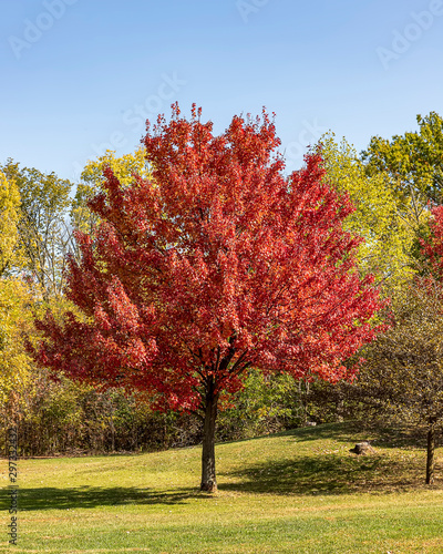 A red maple showing off it's October glory. 