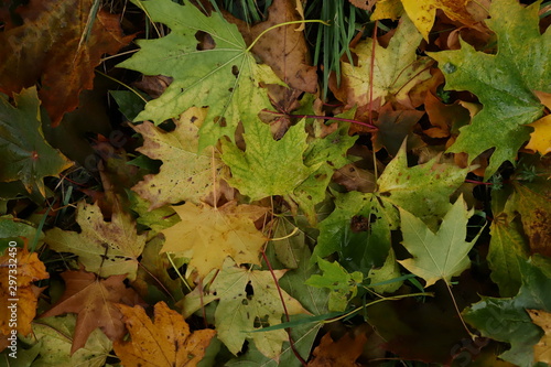 maple leaves on grass