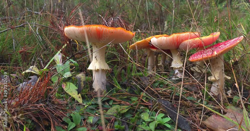 Beautiful fly agaric or red amanita mushroom in the forest. Beautiful fly agaric or red amanita mushroom in the forest.