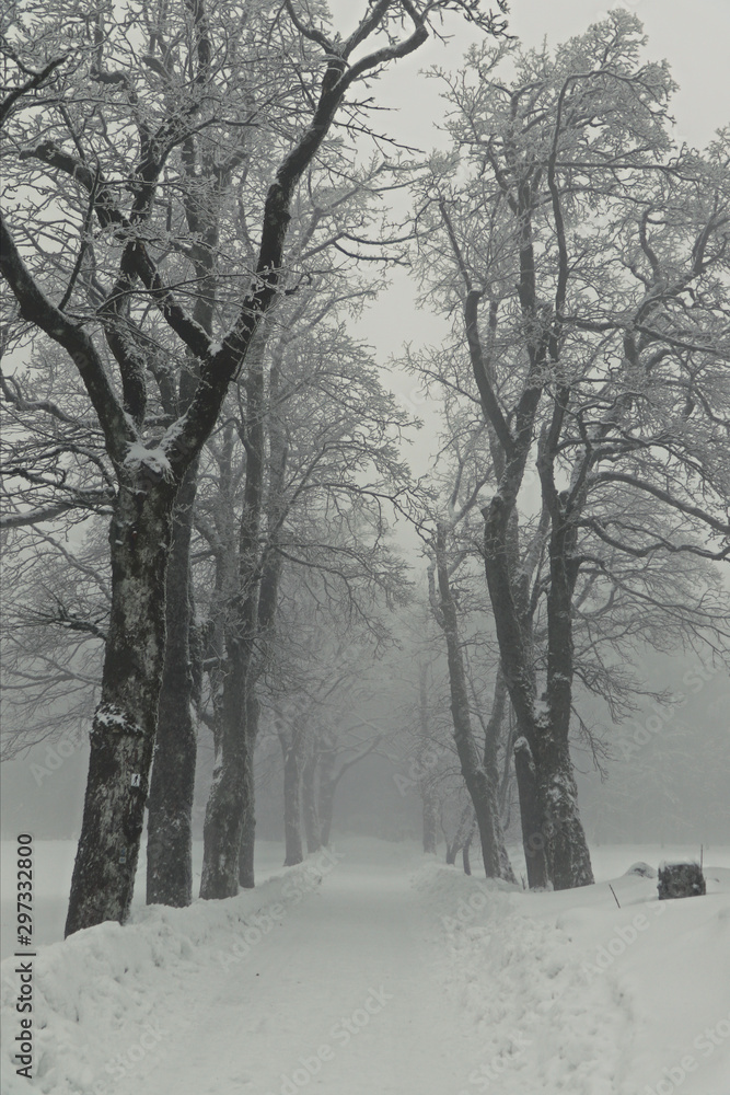 Verschneiter Winterweg an einer Baum-Allee