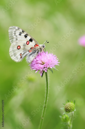 parnassius apollo