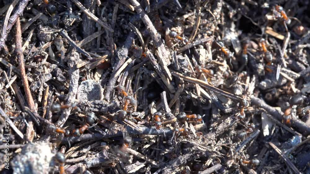Big anthill in the woods. Big anthill with colony of ants in summer forest. Ants on the ant hill in the woods closeup, macro Big anthill in the woods. Big anthill with colony of ants in summer forest. Ants on the ant hill in the woods closeup, macro