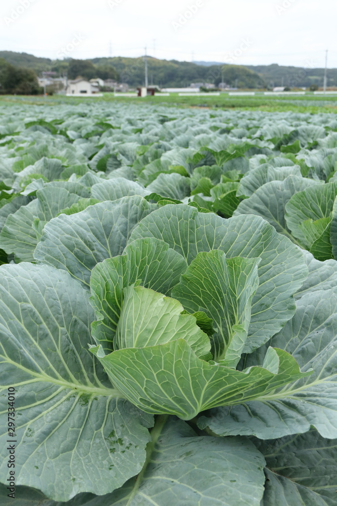 Naklejka premium Vegetable field in Ushimado,Okayama,Japan