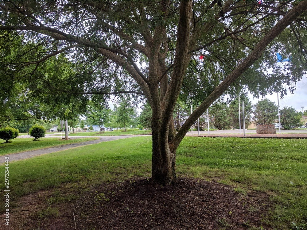 trees in the park