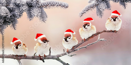 holiday card with five funny little birds sparrows in Santa's Christmas hats sit in the winter Park under the branches of a fir tree
