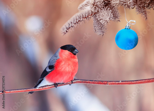 holiday card with a bright bullfinch sitting in the Park under the fir tree branches with Christmas ball