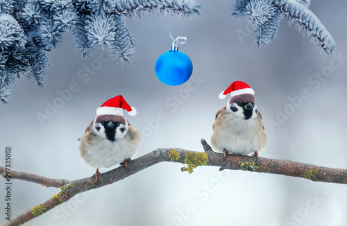 holiday card with two little funny birds sparrows sit in the winter garden under a spruce branch with a Christmas ball in red Santa hats