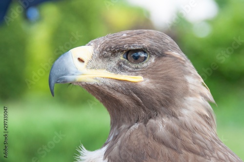 Eagle in Russian bird park