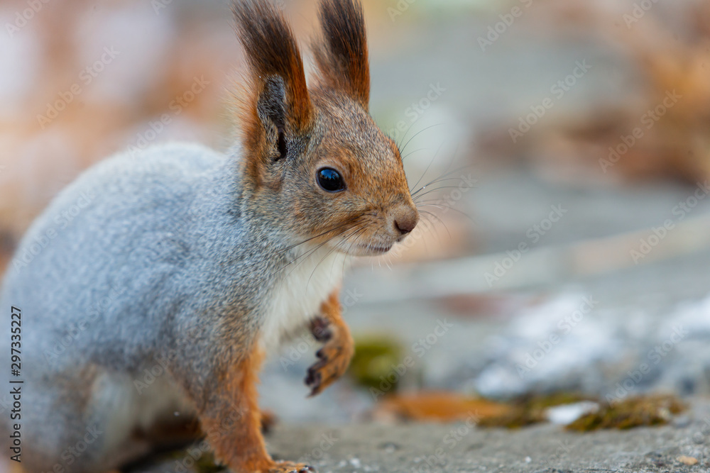Fototapeta premium Eurasian red squirrel (Sciurus vulgaris) in habitat. Winter season. Cute furry animal. Taiga forest. Siberia, Russia