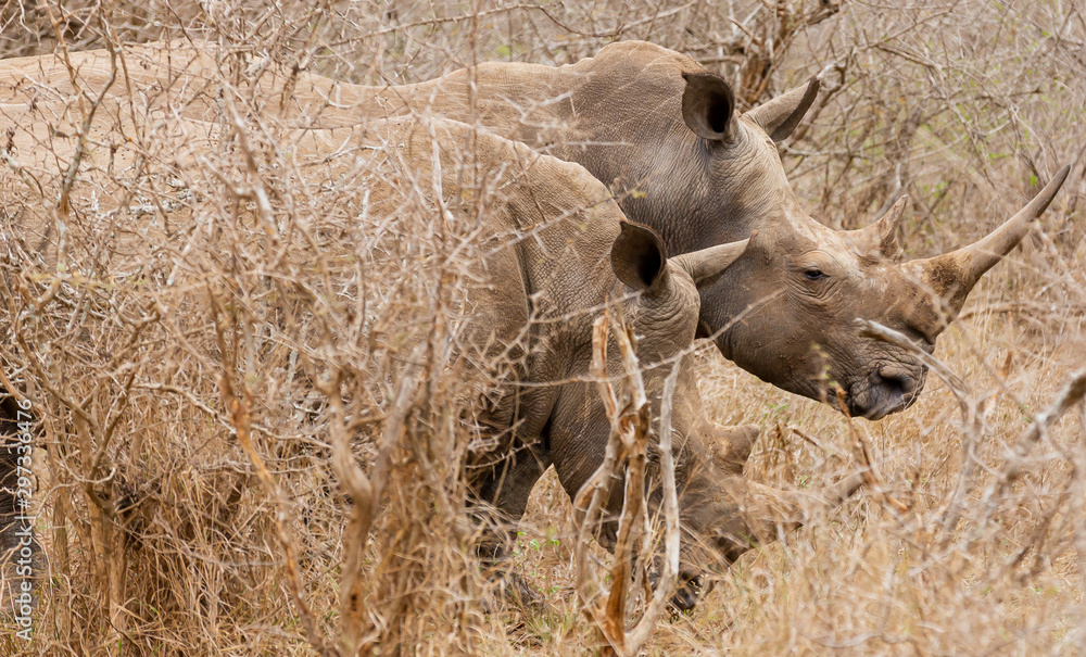 The black rhinoceros or hook-lipped rhino (Diceros bicornis) in habitat. Endangered animals of South Africa. The black rhinoceros or hook-lipped rhino (Diceros bicornis) in habitat. Endangered animals of South Africa.