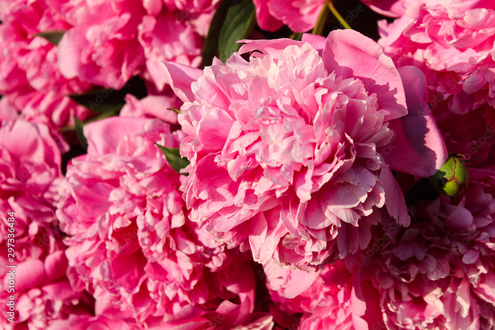 Pink Peony. Beautiful garden flowers, summer background, wallpaper. Pink Peony. Beautiful garden flowers, summer background, wallpaper.
