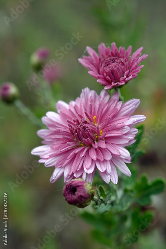 Aster flower in the flowerbed closeup. Shallow depth of field